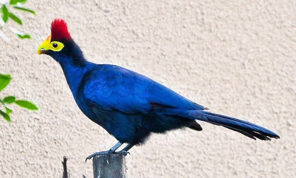 Ross's Turaco in Tanzania in Tanzania